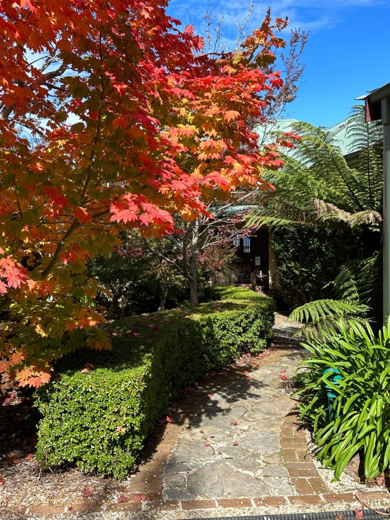 Valley Of The Waters B&B Wentworth Falls Eksteriør billede